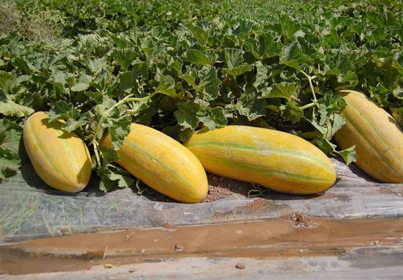 هسته‌ای، در بهبود طالبی و خربزه هم می‌تواند مؤثر باشد